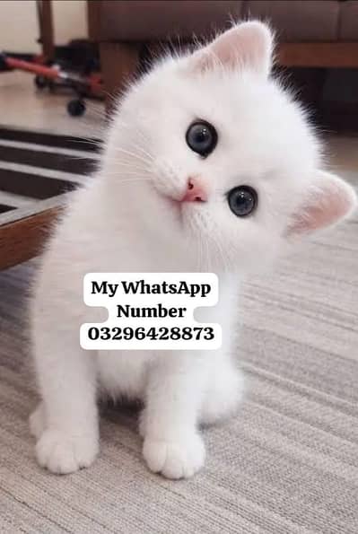 Persion Cat 2 month age for sale