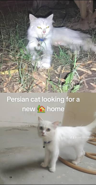 Persian female cat looking for a new 
