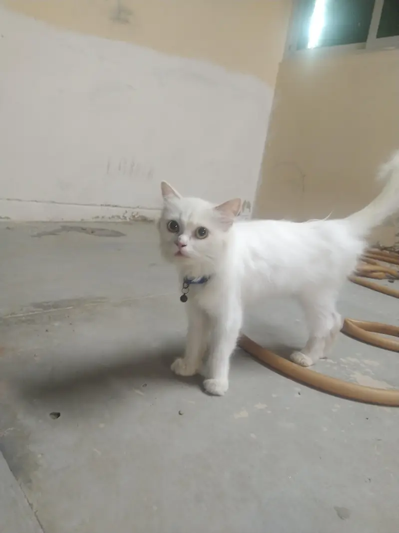 Persian female cat looking for a new  — photo 2