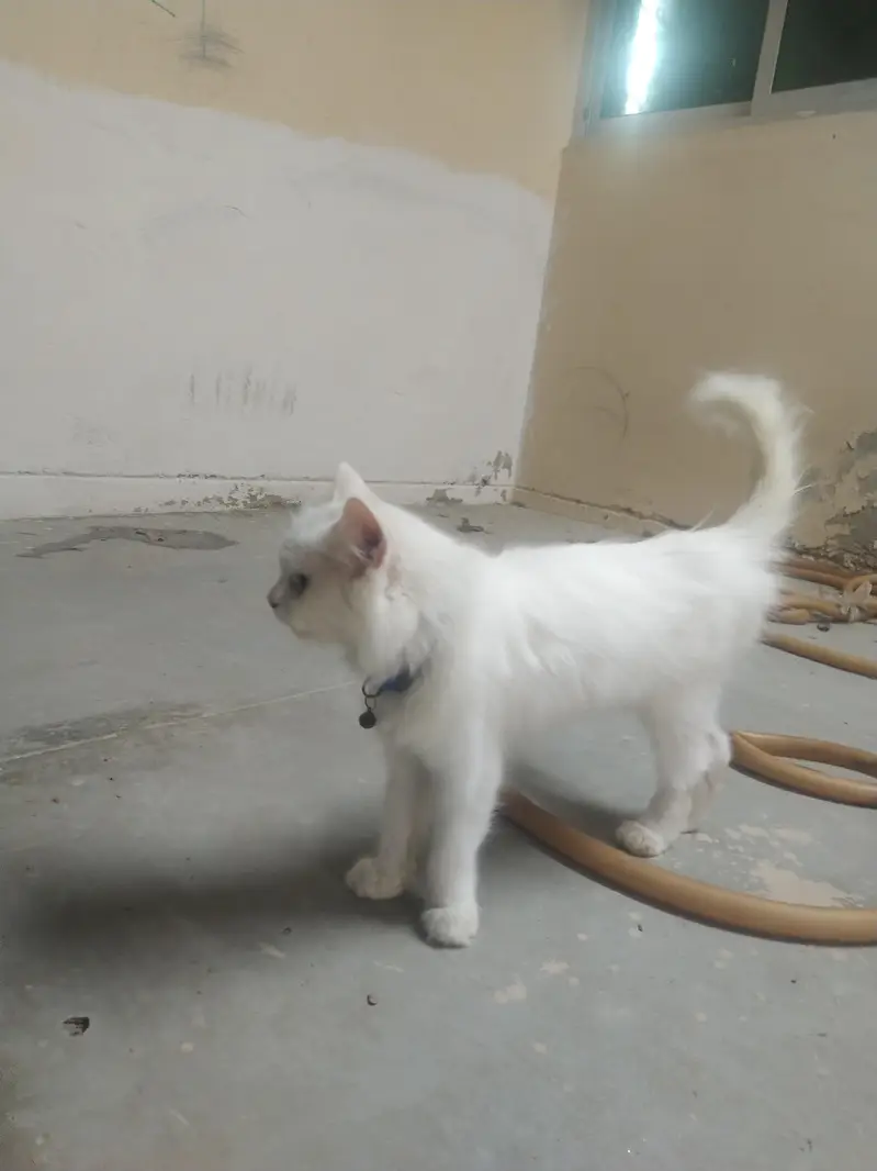 Persian female cat looking for a new  — photo 3