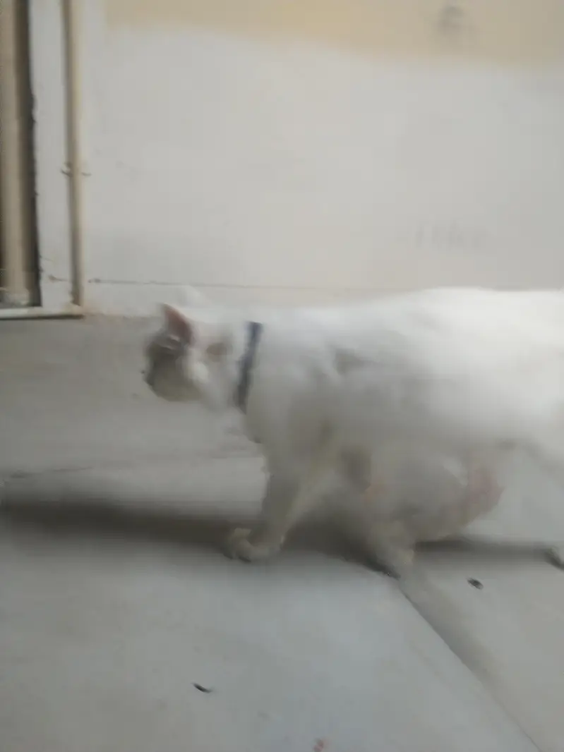 Persian female cat looking for a new  — photo 4