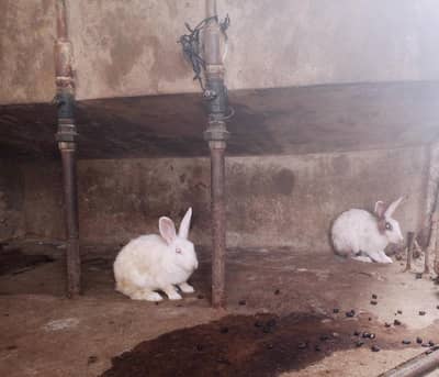 Young females rabbit