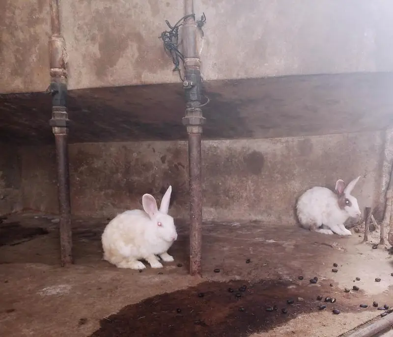 Young females rabbit