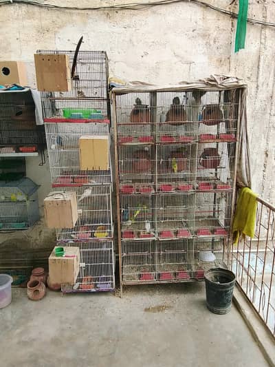 12 portion cage 1 portion cages 3 portion cage