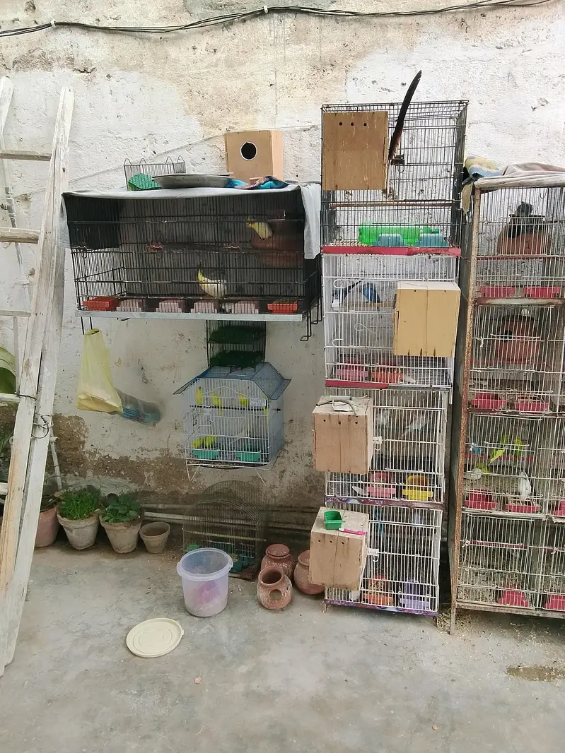 12 portion cage 1 portion cages 3 portion cage — photo 2