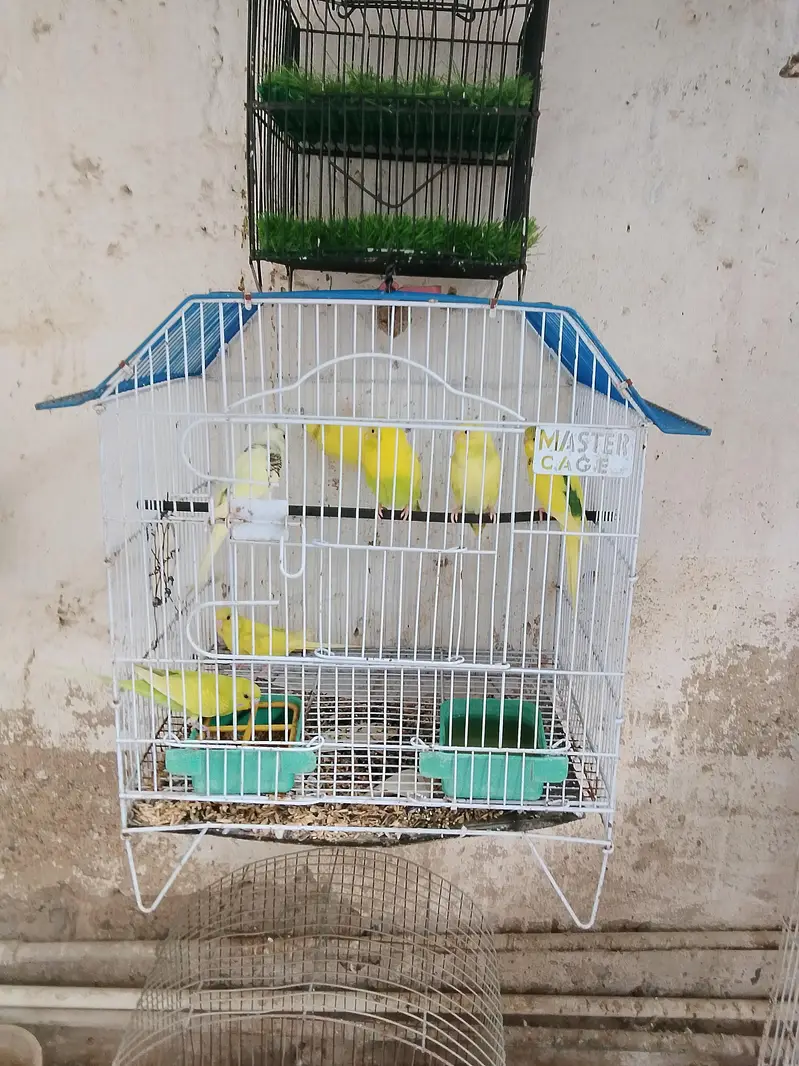 12 portion cage 1 portion cages 3 portion cage — photo 3