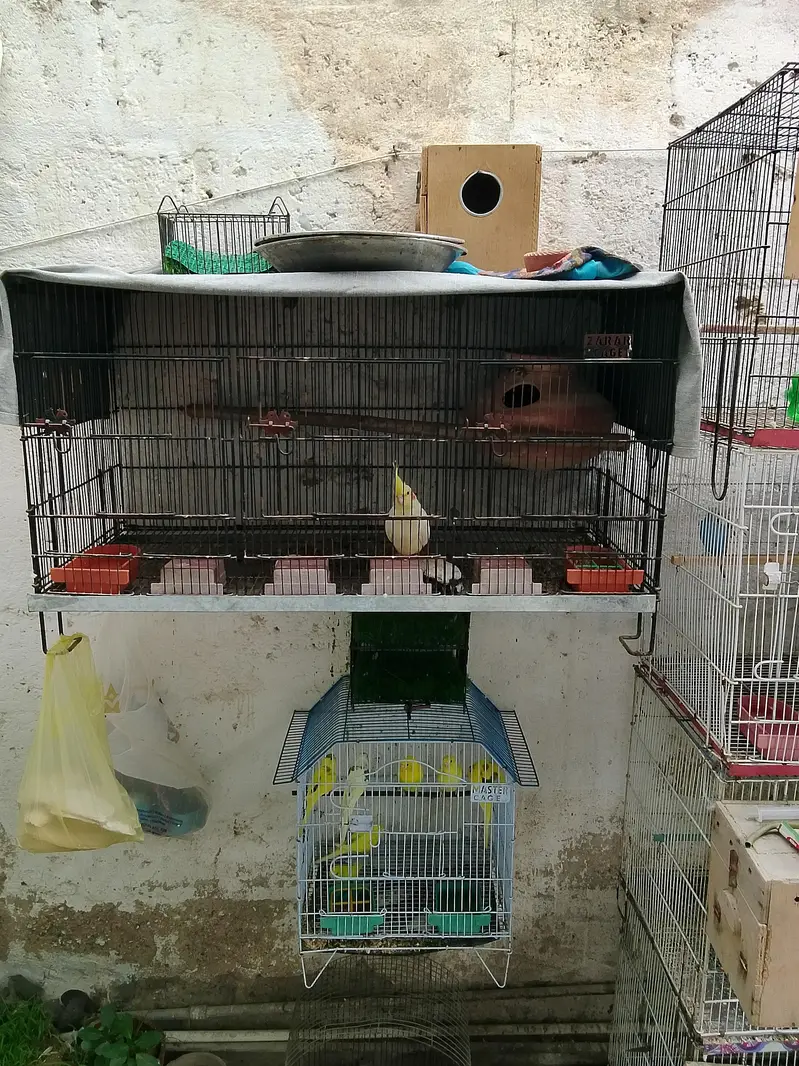 12 portion cage 1 portion cages 3 portion cage — photo 4