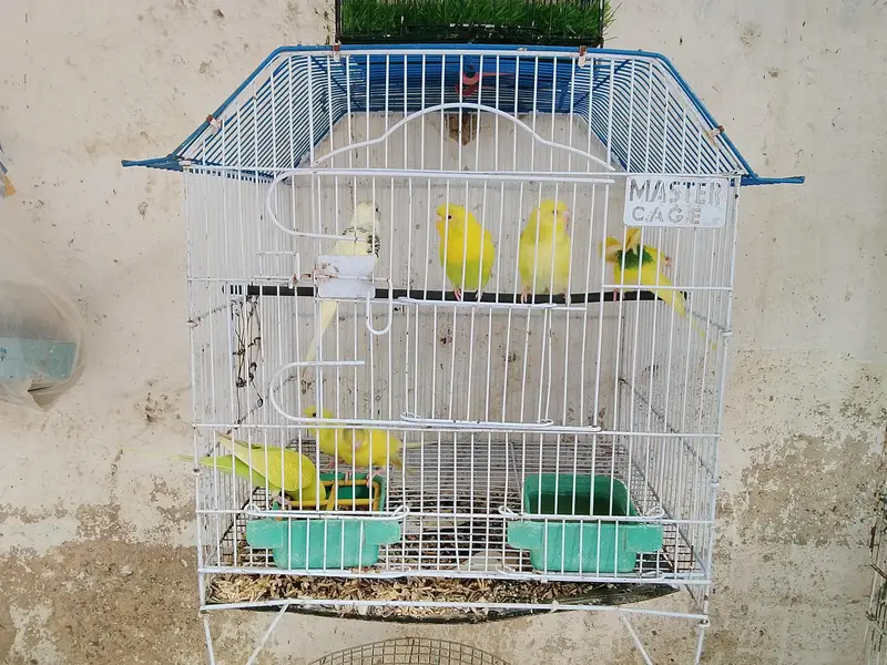12 portion cage 1 portion cages 3 portion cage — photo 5