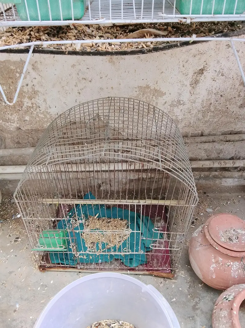 12 portion cage 1 portion cages 3 portion cage — photo 6