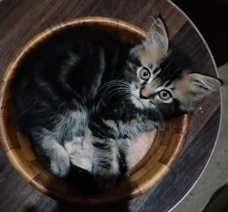 a very adorable kitty — photo 2