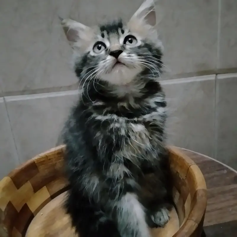 a very adorable kitty — photo 3