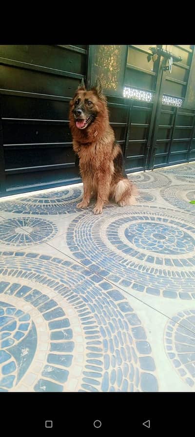 German shepherd Mated Female