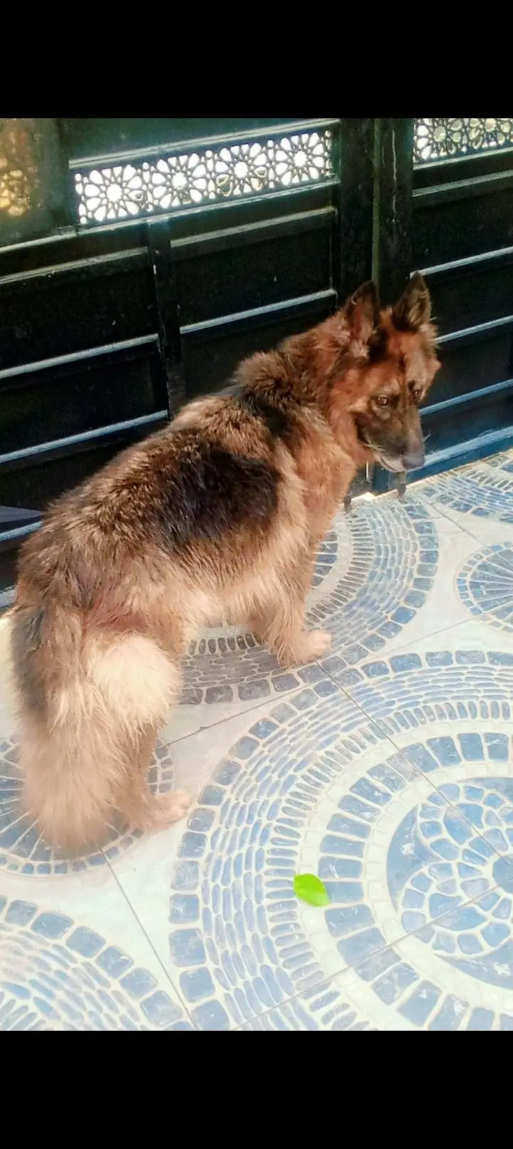 German shepherd Mated Female — photo 2