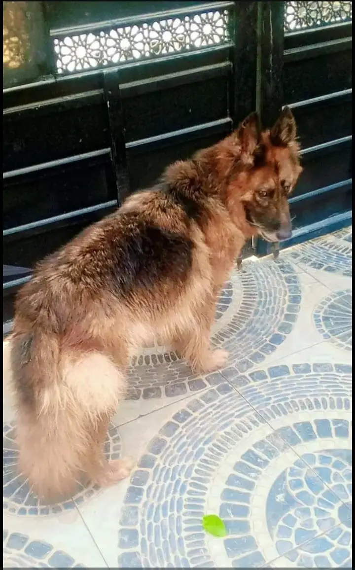 German shepherd Mated Female — photo 3
