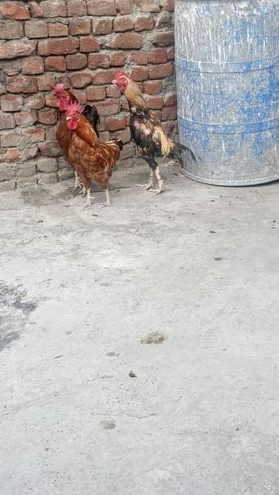 urgent for sale