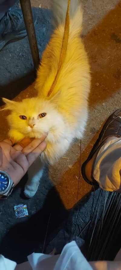 Tripple Coated Persian Male Cat White color with Orange Eyes
