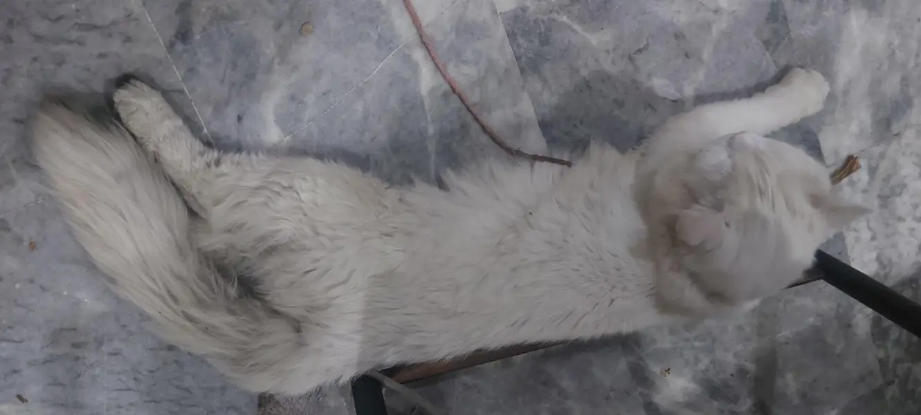 Tripple Coated Persian Male Cat White color with Orange Eyes — photo 5