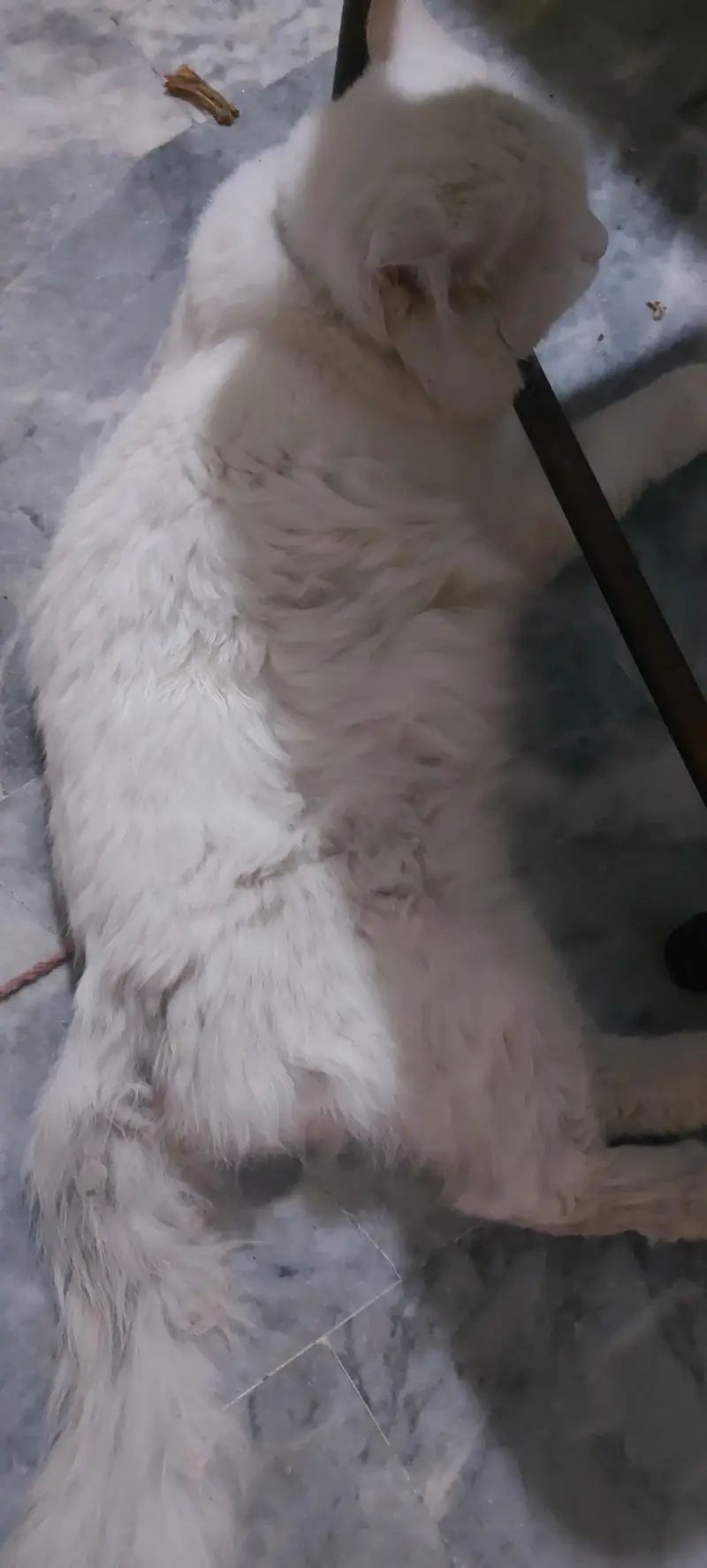 Tripple Coated Persian Male Cat White color with Orange Eyes — photo 6