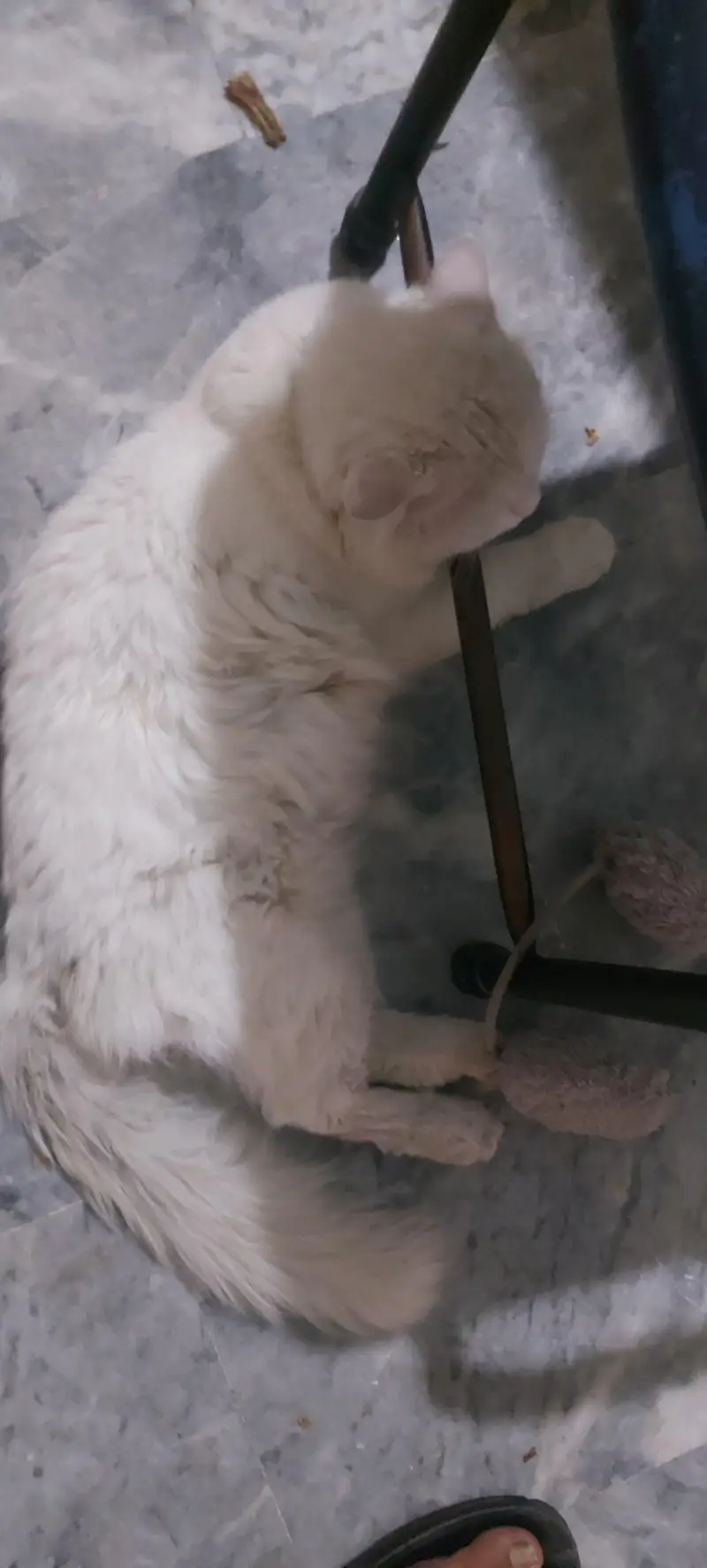 Tripple Coated Persian Male Cat White color with Orange Eyes — photo 8