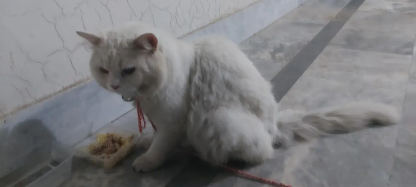 Tripple Coated Persian Male Cat White color with Orange Eyes — photo 9