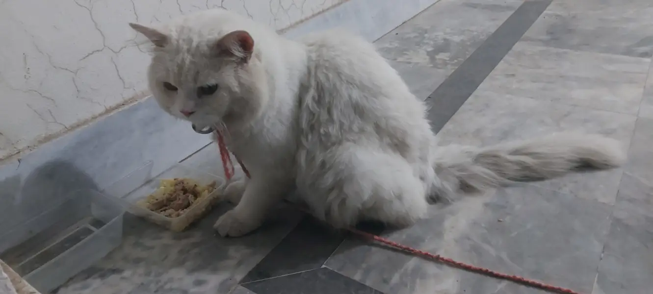 Tripple Coated Persian Male Cat White color with Orange Eyes — photo 10