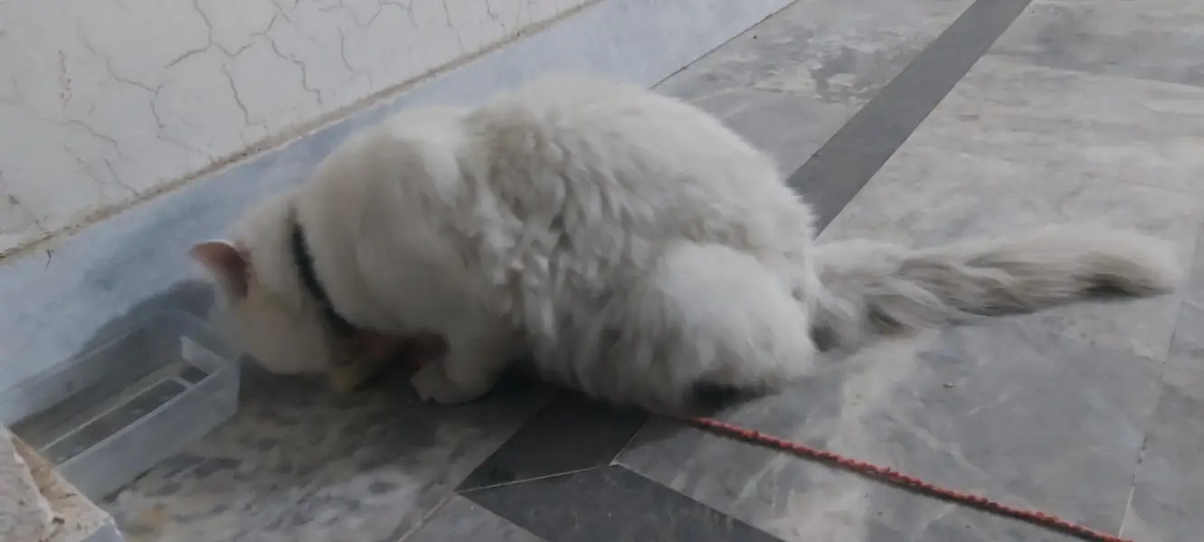 Tripple Coated Persian Male Cat White color with Orange Eyes — photo 11