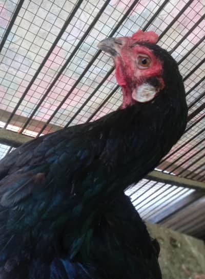 thai burmi female imported