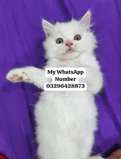 Persion Cat 2 month age for sale