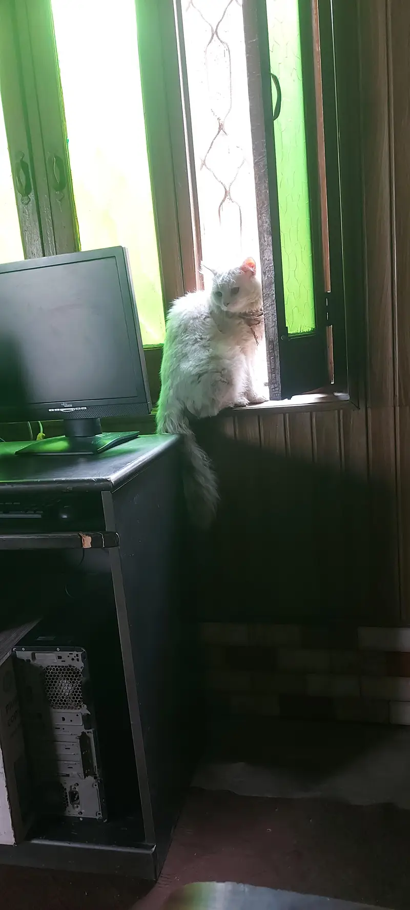 Tripple Coated Persian Male Cat White color with Orange Eyes — photo 3