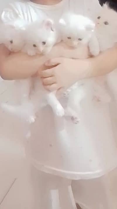 Persian cats