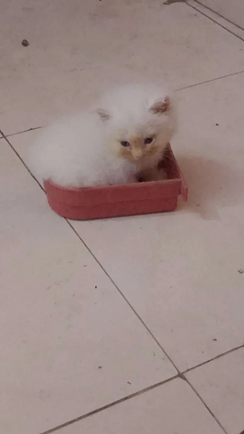 Persian cats — photo 2