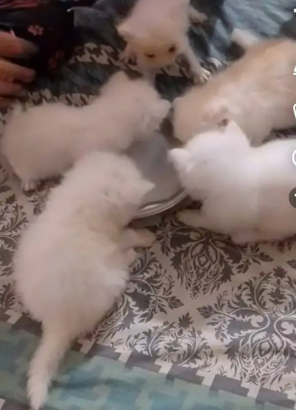Persian cats — photo 3