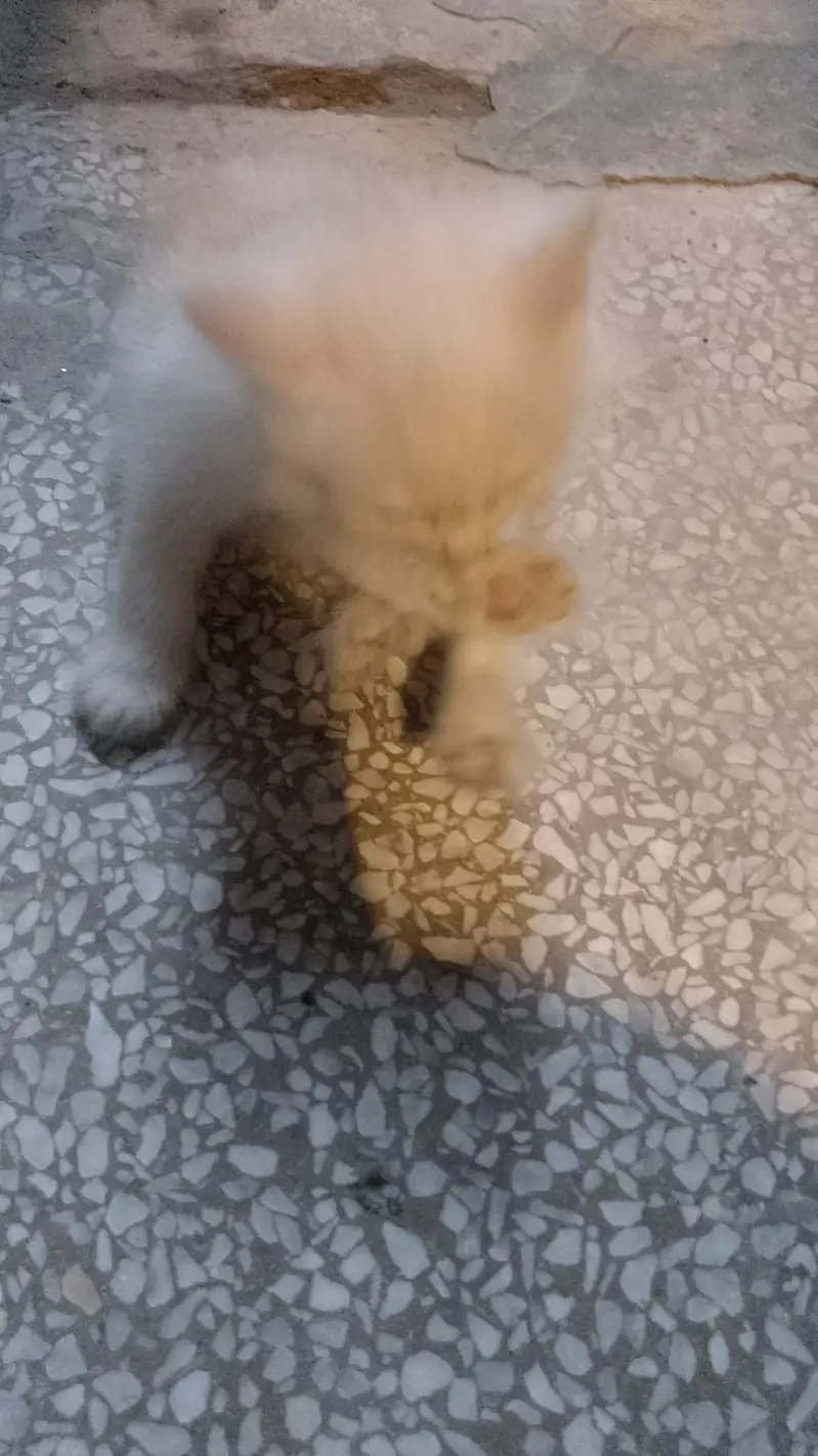 Persian cats — photo 4