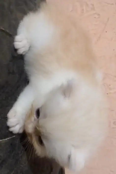 Persian cats — photo 5