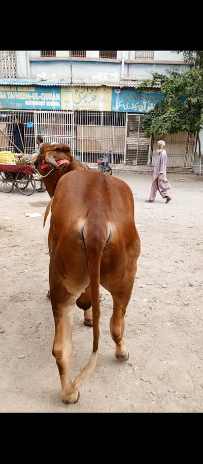 Bachra For Sale kheera ishi Saal ka 2027