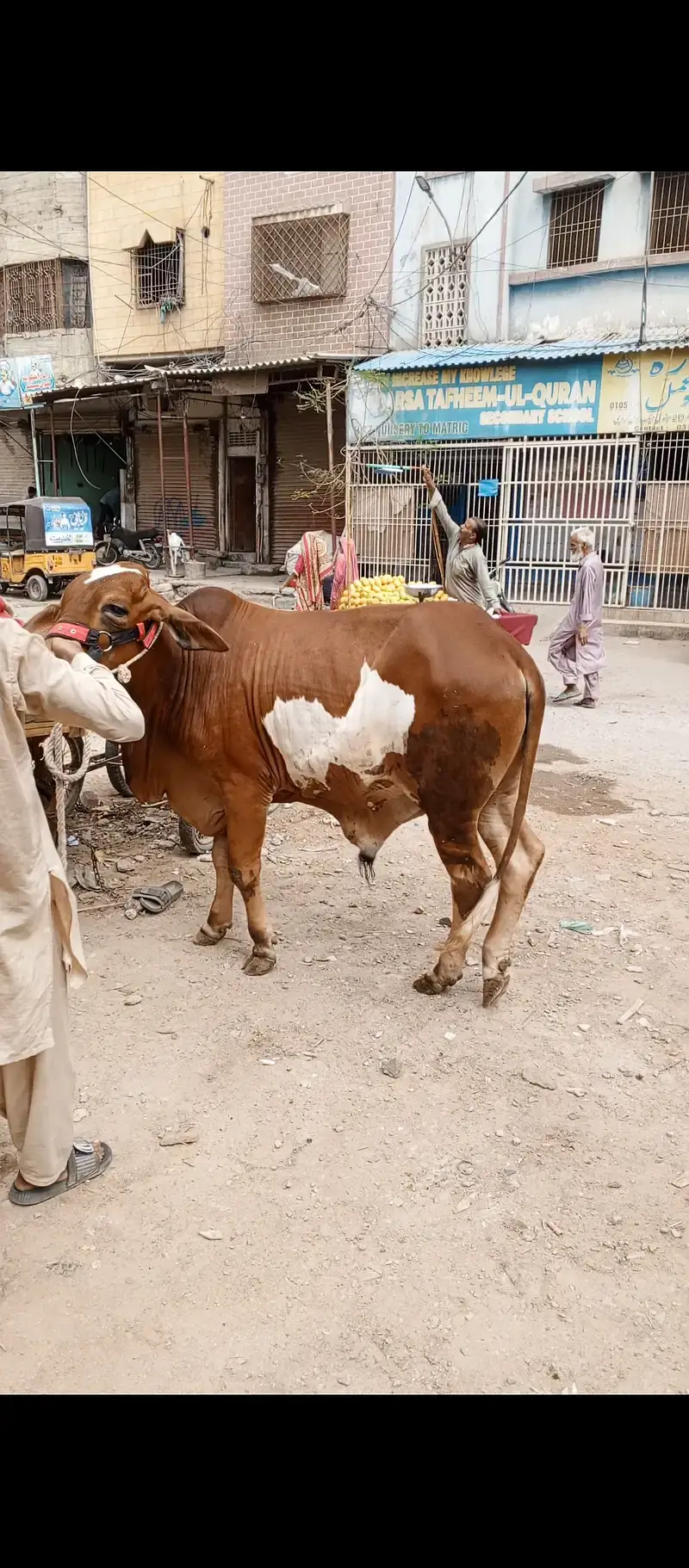 Bachra For Sale kheera ishi Saal ka 2027 — photo 2