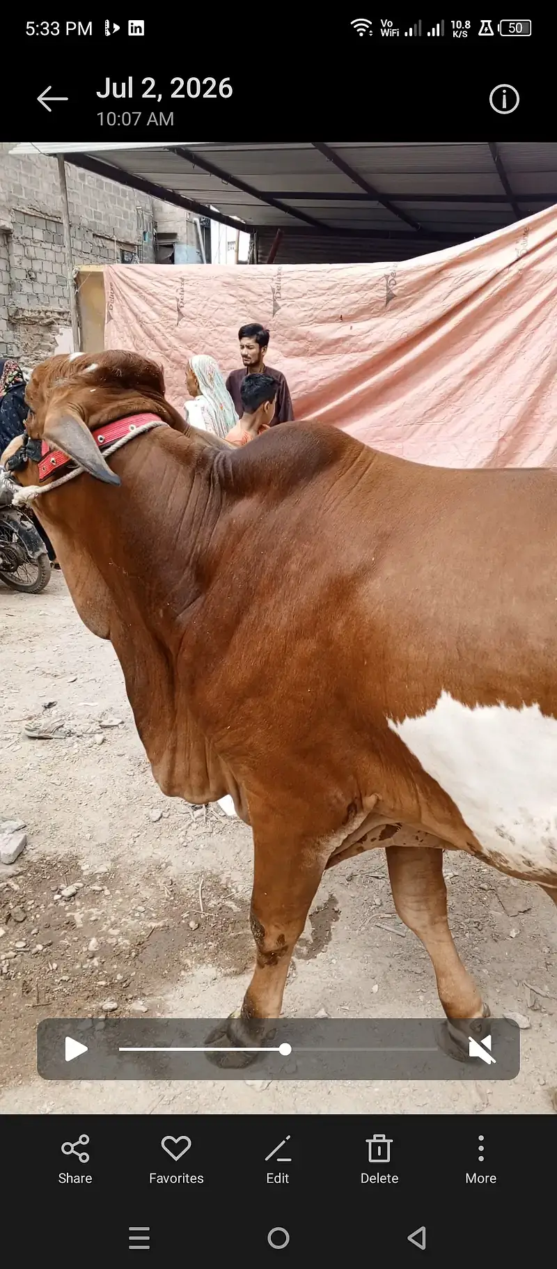 Bachra For Sale kheera ishi Saal ka 2027 — photo 3