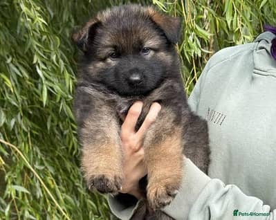Pure working line ddr german shepard pupies available sable and bi col