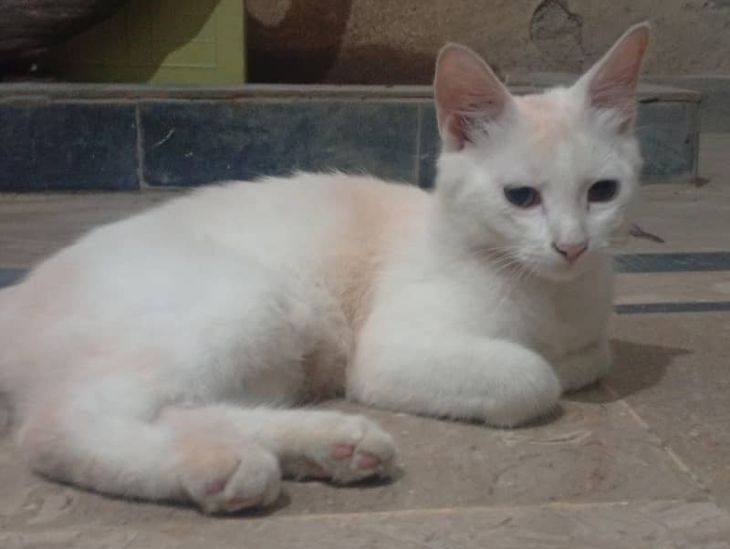 persian cat 0