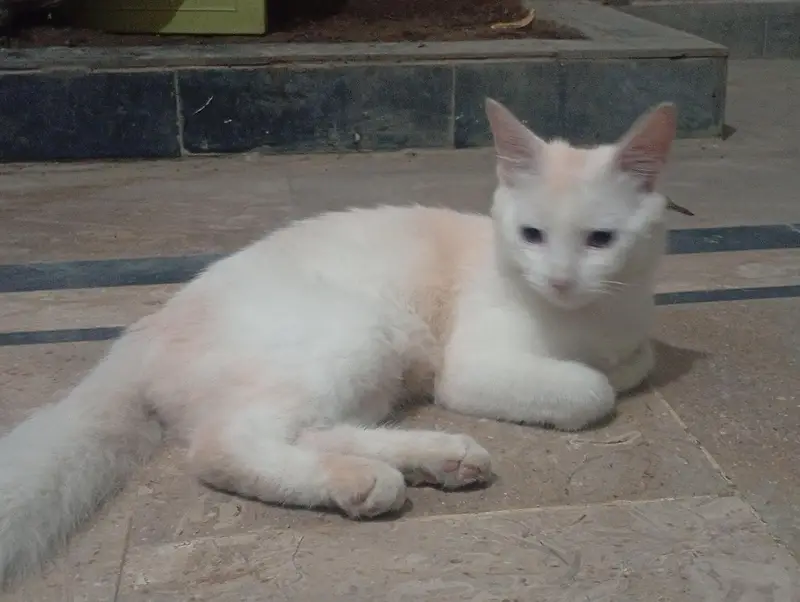 persian cat — photo 2