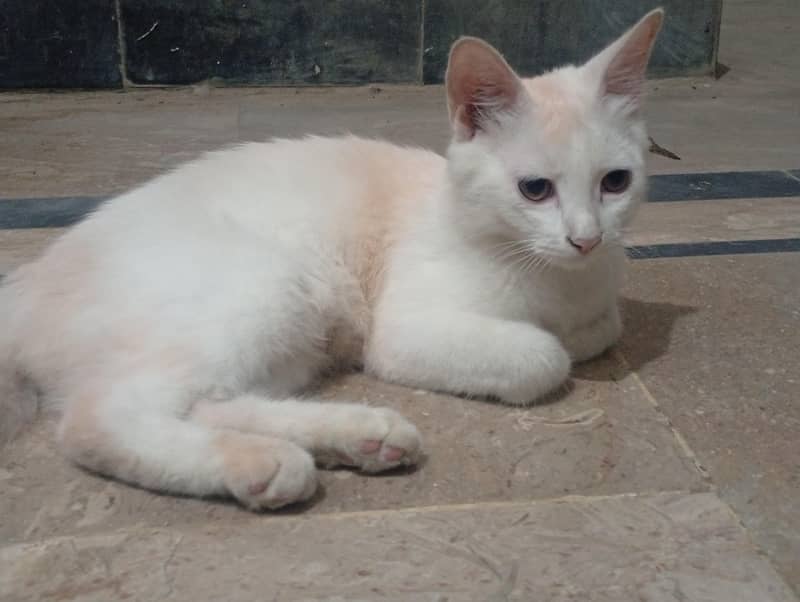 persian cat 2