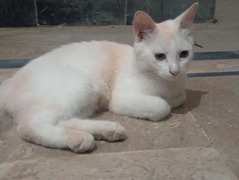 persian cat — photo 3