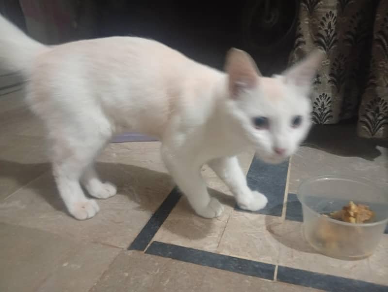 persian cat 4
