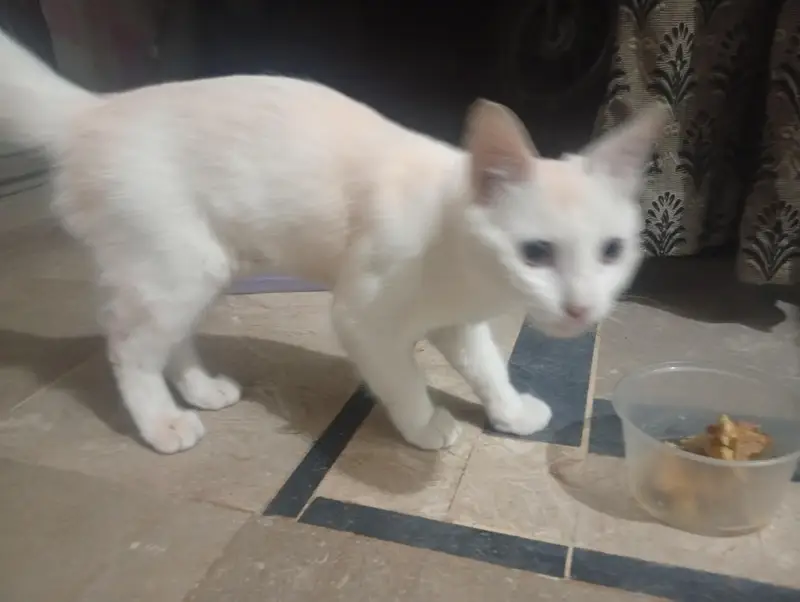 persian cat — photo 5
