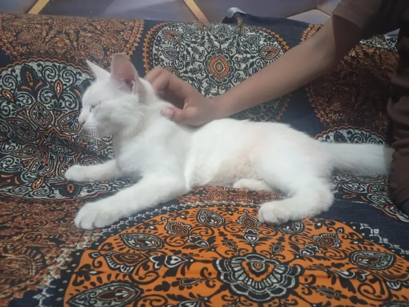 persian cat — photo 6