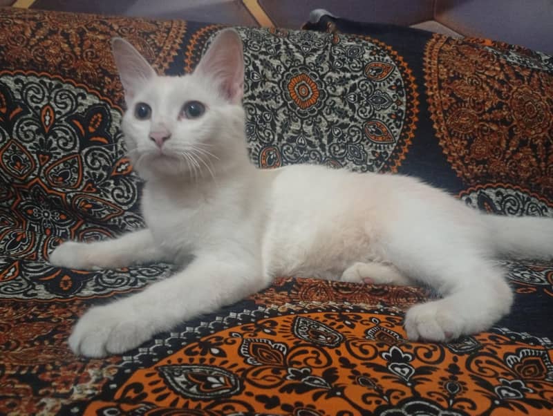 persian cat 6