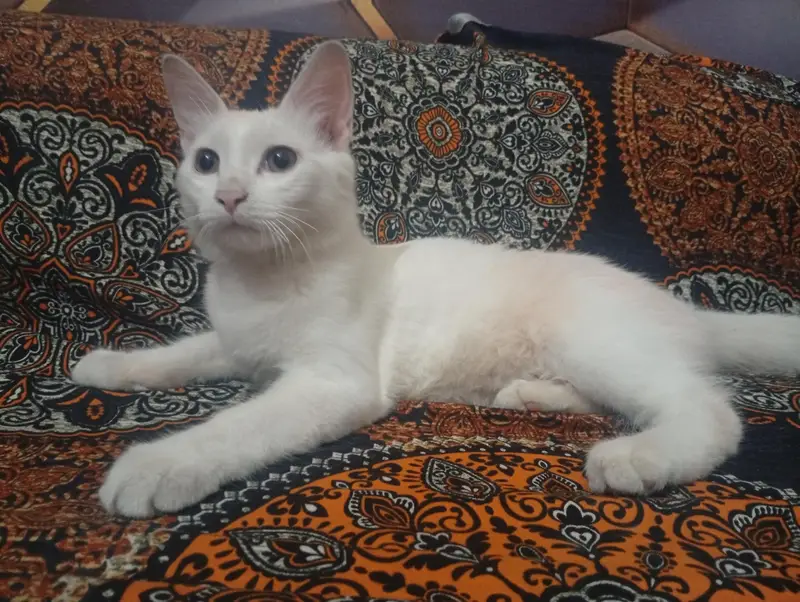 persian cat — photo 7