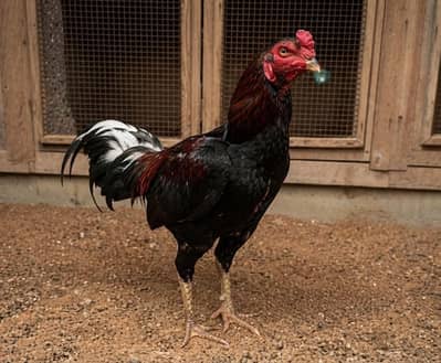 TOP QUALITY ASEEL BIRDS AVAILABLE - 5 FEMALES & 3 MALES