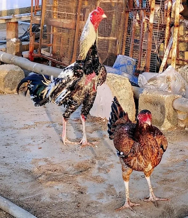 TOP QUALITY ASEEL BIRDS AVAILABLE - 5 FEMALES & 3 MALES — photo 2