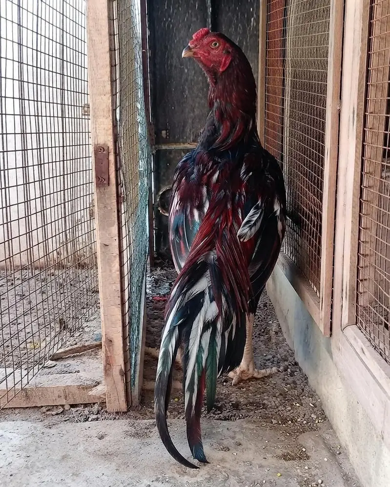 TOP QUALITY ASEEL BIRDS AVAILABLE - 5 FEMALES & 3 MALES — photo 4